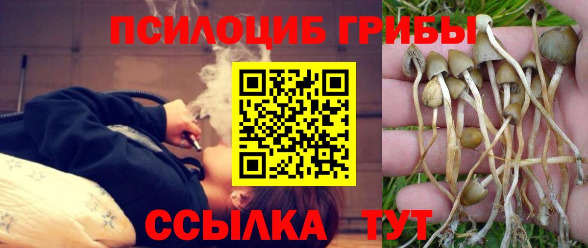 Псилоцибиновые грибы Cubensis Кинель